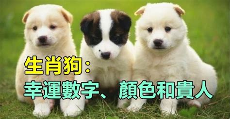 屬狗幸運數字|【生肖數字】屬你最旺！12生肖幸運數字全公開：財運、桃花運隨。